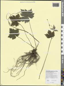 Лютик каппадокийский Willd., Кавказ, Ставропольский край, Карачаево-Черкесия, Кабардино-Балкария (K1b) (Россия)