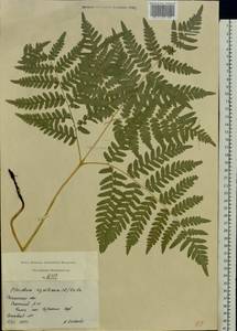 Pteridium aquilinum subsp. pinetorum (C. N. Page & R. R. Mill) J. A. Thomson, Восточная Европа, Центральный район (E4) (Россия)