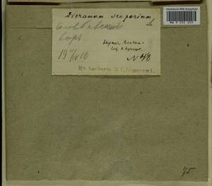 Dicranum scoparium Hedw., Гербарий мохообразных, Мхи - Центральное Нечерноземье (B6) (Россия)