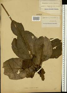 Trommsdorffia maculata (L.) Bernh., Восточная Европа, Южно-Украинский район (E12) (Украина)