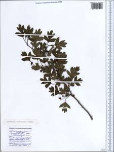 Crataegus praemonticola Holub, Кавказ, Черноморское побережье (от Новороссийска до Адлера) (K3) (Россия)