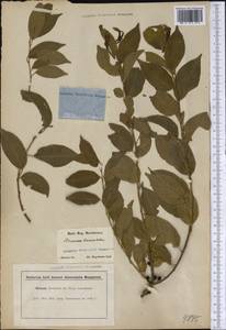 Endotropis lanceolata subsp. lanceolata, Америка (AMER) (США)