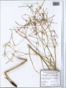 Chaerophyllum macropodum Boiss., Зарубежная Азия (ASIA) (Иран)