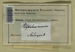 Pogonatum nanum (Hedw.) P. Beauv., Гербарий мохообразных, Мхи - Западная Европа (BEu) (Германия)