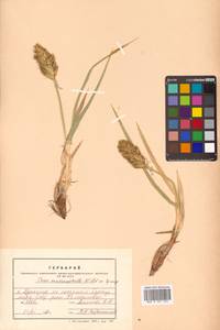 Осока большеголовая Willd. ex Spreng., Сибирь, Дальний Восток (S6) (Россия)
