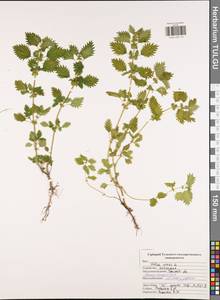 Крапива жгучая L., Восточная Европа, Центральный район (E4) (Россия)