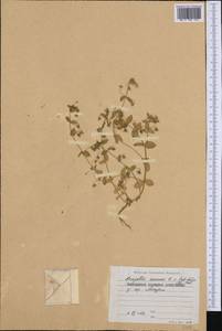 Lysimachia arvensis subsp. arvensis, Западная Европа (EUR) (Болгария)