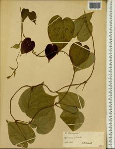 Диоскорея, Африка (AFR) (Эфиопия)