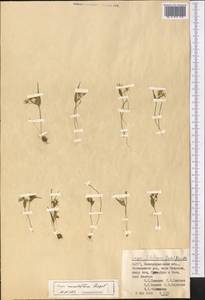 Гусиный лук мелкоцветковый Regel, Средняя Азия и Казахстан, Памир и Памиро-Алай (M2) (Узбекистан)