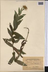 Pentanema salicinum subsp. salicinum, Сибирь, Алтай и Саяны (S2) (Россия)