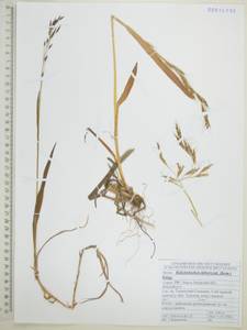 Helictochloa dahurica (Kom.) Romero Zarco, Сибирь, Дальний Восток (S6) (Россия)
