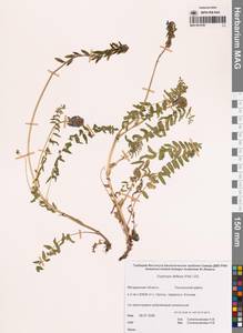 Остролодочник отклоненный  (Pall.) DC., Сибирь, Чукотка и Камчатка (S7) (Россия)