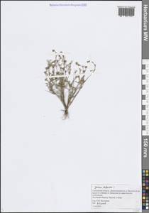 Ситник жабий L., Восточная Европа, Западный район (E3) (Россия)