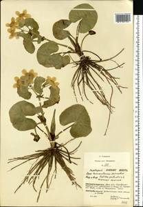 Калужница болотная L., Восточная Европа, Московская область и Москва (E4a) (Россия)