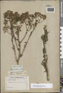 Якобея Андржейовского (Tzvelev) B.Nord., Восточная Европа, Ростовская область (E12a) (Россия)