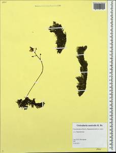 Utricularia ×australis R. Br., Восточная Европа, Западный район (E3) (Россия)