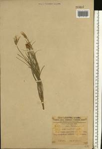 Candollea mollis (M. Bieb.) Yild., Восточная Европа, Южно-Украинский район (E12) (Украина)