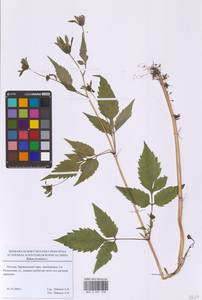 Череда олиственная, Череда многолистная L., Восточная Европа, Московская область и Москва (E4a) (Россия)