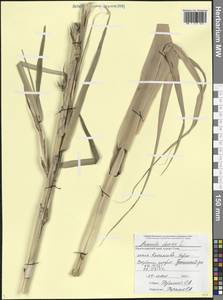 Арундо тростниковый L., Кавказ, Черноморское побережье (от Новороссийска до Адлера) (K3) (Россия)