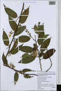 Leucomphalos callicarpus (Benth.)Breteler, Зарубежная Азия (ASIA) (Вьетнам)