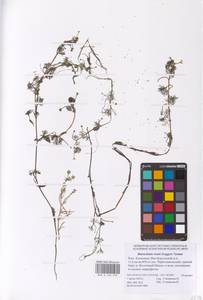 Лютик Риона, Шелковник Риона Lagger, Восточная Европа, Нижневолжский район (E9) (Россия)