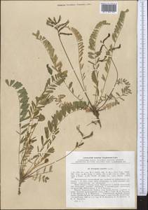 Astragalus mirabilis Lipsky, Средняя Азия и Казахстан, Памир и Памиро-Алай (M2) (Таджикистан)