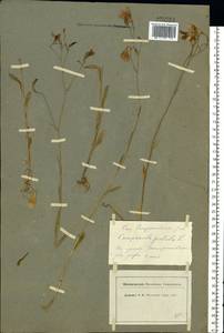 Колокольчик раскидистый L., Восточная Европа, Московская область и Москва (E4a) (Россия)