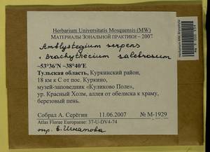Amblystegium serpens (Hedw.) Schimp., Гербарий мохообразных, Мхи - Центральное Нечерноземье (B6) (Россия)