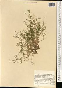 Mesostemma gypsophiloides (Fenzl) M. T. Sharples & E. A. Tripp, Монголия (MONG) (Монголия)