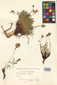 Остролодочник охотский Bunge, Сибирь, Чукотка и Камчатка (S7) (Россия)