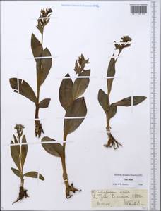 Пололепестник зеленый (L.) R.M.Bateman, Pridgeon & M.W.Chase, Средняя Азия и Казахстан, Северный и Центральный Тянь-Шань (M4) (Киргизия)