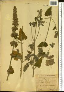 Котовник кошачий L., Восточная Европа, Центральный лесостепной район (E6) (Россия)