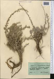 Полынь тяньшанская (Krasch. ex Poljak.) Y.R. Ling, Средняя Азия и Казахстан, Северный и Центральный Тянь-Шань (M4) (Киргизия)