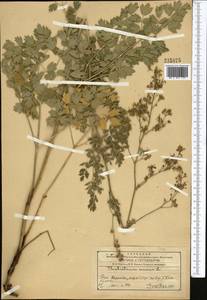 Bасилисник малый L., Средняя Азия и Казахстан, Западный Тянь-Шань и Каратау (M3) (Казахстан)