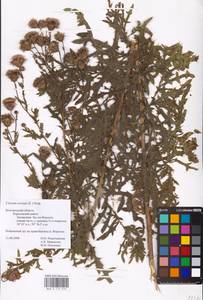 Бодяк полевой, Розовый осот (L.) Scop., Восточная Европа, Центральный лесостепной район (E6) (Россия)