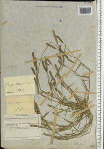 Sporobolus alopecuroides (Piller & Mitterp.) P.M.Peterson, Средняя Азия и Казахстан, Прикаспийский Устюрт и Северное Приаралье (M8) (Казахстан)