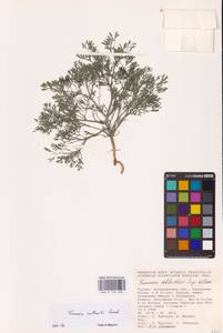 Дымянка Вайяна Loisel., Восточная Европа, Нижневолжский район (E9) (Россия)