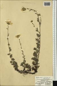 Chrysanthemum maximowiczii Komar, Сибирь, Дальний Восток (S6) (Россия)