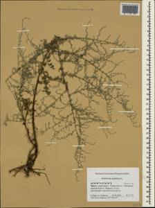Artemisia caerulescens subsp. caerulescens, Крым (KRYM) (Россия)