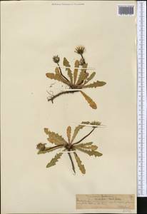 Taraxacum peralatum Soest, Средняя Азия и Казахстан, Северный и Центральный Тянь-Шань (M4) (Казахстан)