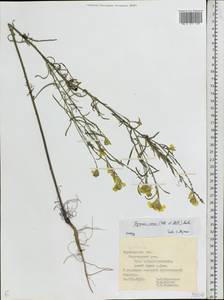 Желтушник серый (Piller & Mitt.) Polatschek, Восточная Европа, Центральный лесостепной район (E6) (Россия)