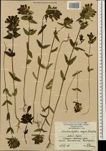 Rhinanthus serotinus var. vernalis (N.W.Zinger) Janch., Кавказ, Южная Осетия (K4b) (Южная Осетия)