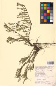 MHA 0 157 332, Тимьян Палласа, Чабрец Палласа Heinr.Braun, Восточная Европа, Нижневолжский район (E9) (Россия)