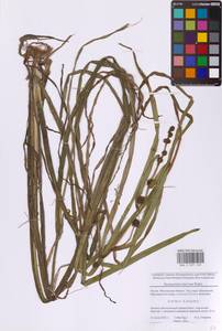 Ежеголовник прямой, Ежеголовник прямостоячий L., Восточная Европа, Московская область и Москва (E4a) (Россия)