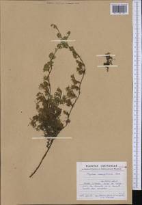 Thymus caespititius Brot., Западная Европа (EUR) (Португалия)