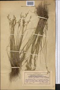 Ситник сырдарьинский V. I. Krecz. & Gontsch., Средняя Азия и Казахстан, Западный Тянь-Шань и Каратау (M3) (Казахстан)