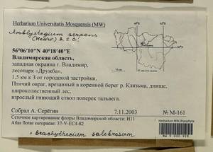 Amblystegium serpens (Hedw.) Schimp., Гербарий мохообразных, Мхи - Центральное Нечерноземье (B6) (Россия)