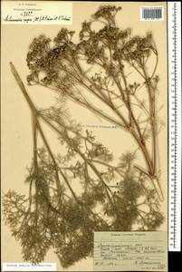 Двулакунница каспийская (DC.) Pimenov & V.N.Tikhom., Кавказ, Азербайджан (K6) (Азербайджан)