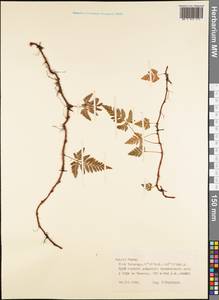 Polypodiopsida, Австралия и Океания (AUSTR) (Французская Полинезия)