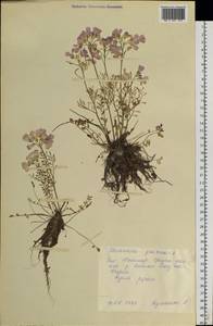 Сердечник луговой L., Сибирь, Центральная Сибирь (S3) (Россия)